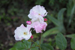 Little Butterfly rose photo