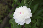 P. lactiflora 'Shirley Temple' peony photo