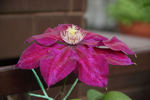 Julka clematis photo