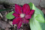 Julka clematis photo