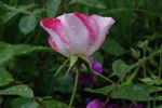 Bingo rose photo