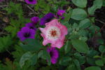 Bingo rose photo