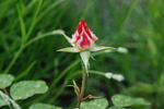 Bingo rose photo
