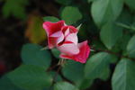 Bingo rose photo