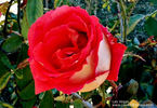 Las Vegas rose photo