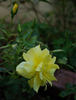 Golden Lace rose photo