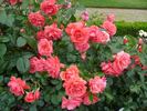 Riberhus ™ rose photo