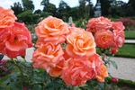 Sunset Boulevard rose photo
