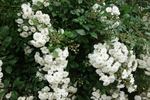 Alba Meidiland ™ rose photo