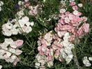 Alba Meidiland ™ rose photo