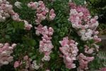 Alba Meidiland ™ rose photo