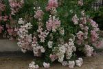 Alba Meidiland ™ rose photo