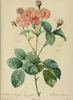 Oeillet rose photo