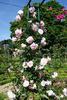 Indica Major rose photo