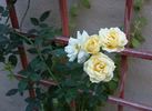 Yellow Sweetheart, Cl. rose photo
