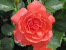 Grand Canyon rose photo