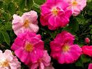 Ayrshire Princess rose photo