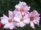 My Desire rose photo
