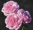14060 Old Blush Seedling rose photo