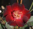 15077 Chuckles X Paul Ecke Jr. rose photo