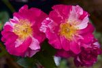 15014 Windermere Seedling rose photo
