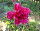 Banner rose photo