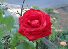 Cajun Spice rose photo