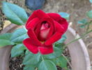 Paula Smart rose photo
