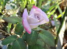 Silverado rose photo