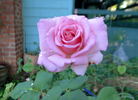 Steppin' Out rose photo