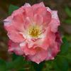 13072 First Kiss Seedling rose photo