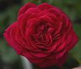 15001 Princess Alexandra Of Kent Seedling rose photo