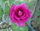 Purple Beauty rose photo