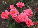 Abbeyfield Rose rose photo