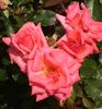 Abbeyfield Rose rose photo