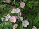 Mrs. Billy Crick rose photo
