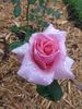 Steppin' Out rose photo