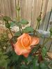 New Year ® rose photo