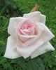 Memoriam rose photo