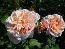 Eifelzauber rose photo