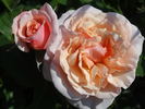 Eifelzauber rose photo