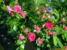 Gräfin Esterhazy rose photo