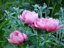 Lovely Rose peony photo