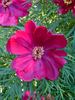 Early Bird peony photo