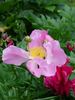 Pink Dawn peony photo