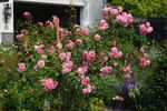 Märchenland rose photo