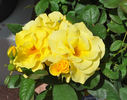 Saga Haemmerlin rose photo