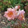 Belle Cuivrée rose photo