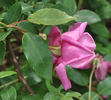 Rosabelle rose photo