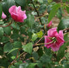 Rosabelle rose photo